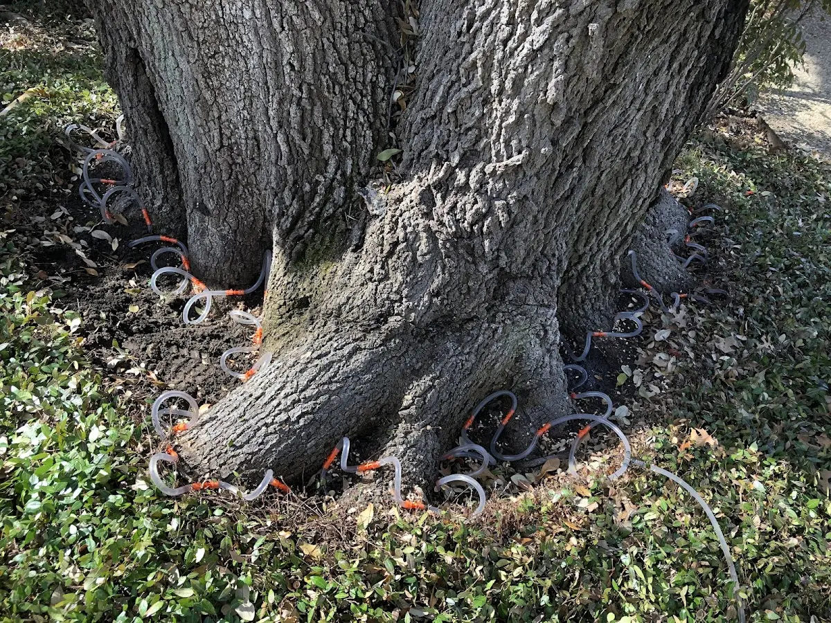 Detailed Tree Cabling and Bracing job site in Bonnie